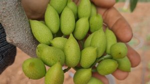 Фисташка грозди с плодами. Саженцы и семена иранских фисташек в России | Small Gardens