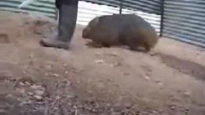 Подборка Вомбат чудо зверь! Почеши вомбата! Юмор! При
