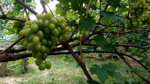 БЕЛАЯ СКАЛА виноград селекции Калугина В.М. ОЧЕНЬ вкусная