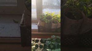 Выращивание рассады малины и ежевики зимой в квартире.