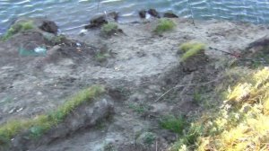 Халявная рыбалка на Иртыше. Лежанка.