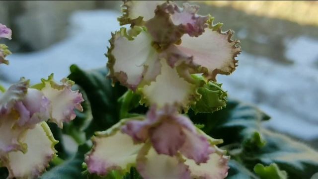 ФИАЛКИ. КРАСИВЫЕ КОМНАТНЫЕ ЦВЕТЫ. смотреть онлайн