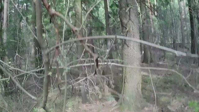 Весенний лес!