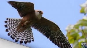 Голоса птиц: чеглок