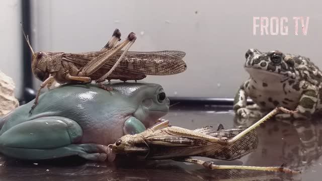 лягушка против саранчи / кладбище домашних животных / плохое настроение / живое кормление