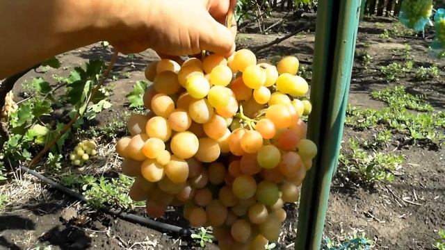 Виноград Ливия (2017) смотреть онлайн