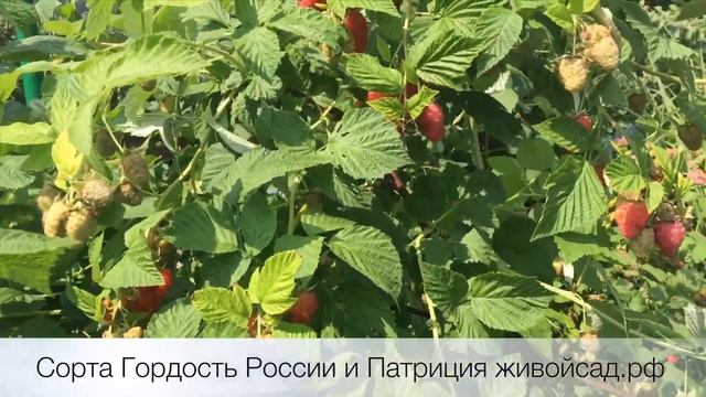 Урожай малины в природном земледелии смотреть онлайн