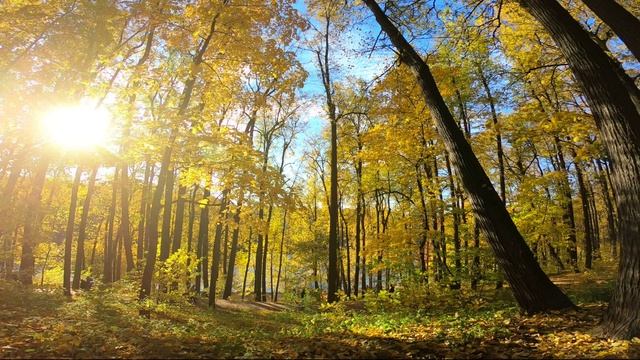 Осенняя палитра красок.mp4