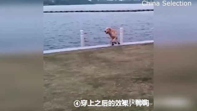 Зимние сапоги для собак Beirui/winter boots for dogs с AliExpress смотреть онлайн