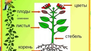 Формирование экологической культуры дошкольников МАДОУ №10 Краснокаменск