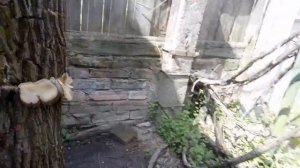 Вешенка вкусный продукт на пнях