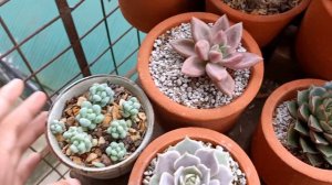 June plant Tour!!!💚🌱🍃| Beautiful Succulents💚