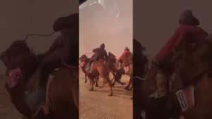 Верблюжья скачка в Монголии