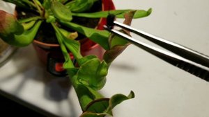 Саррацения кушает. Плотоядное растение.