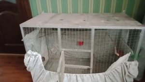 Отсаживаю и кольцую птенцов канарейки.