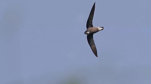 Самые быстрые птицы. ТОП - 5. смотреть онлайн