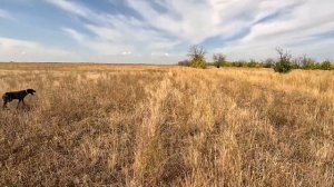 ОХОТА НА УТКУ,КУРОПАТКУ И ЛИСУ !ВСЁ ЗА ОДИН ВЫЕЗД !СЕНТЯБРЬ(2023)