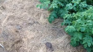 огород без сорняков