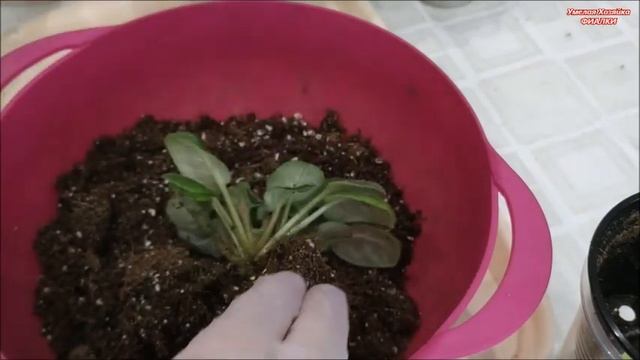 ФИАЛКИ ? 2 САМЫХ ЛЕГКИХ способа РАЗМНОЖЕНИЯ‼️