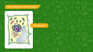 Строение клетки