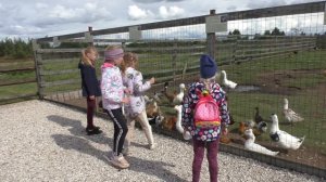 Экоферма "Изборский страус"