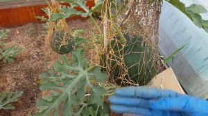 Арбузы. Сколько осталось арбузов на плети и надо ли их подвешивать?