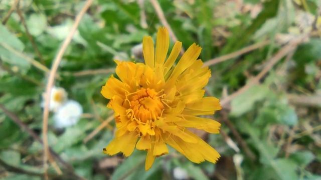 Звон в ушах. Приметы и поверья. смотреть онлайн