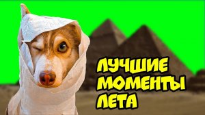 ХАСКИ БУБЛИК ЛУЧШИЕ МОМЕНТЫ ЛЕТА (Mister Booble) Говорящая собака