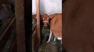 цыпочки, кисочки и телочки ?