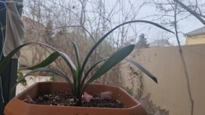 кливии переехали на улицу, цветут после прошлогодней пересадки