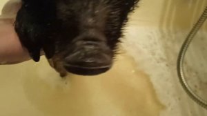 Уход и Содержание мини Пига