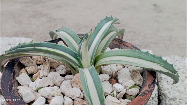 Americana Mediopecta alba Agave #Americana #Mediopecta #Alba #Youtuber #collection смотреть онлайн