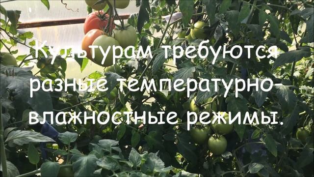 С какими культурами нельзя сажать перец смотреть онлайн