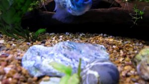 нанакара первый день икре