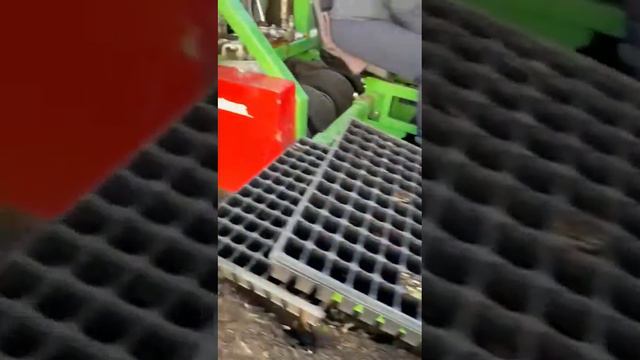 Посадка мультиплят в грунт для ОКС .