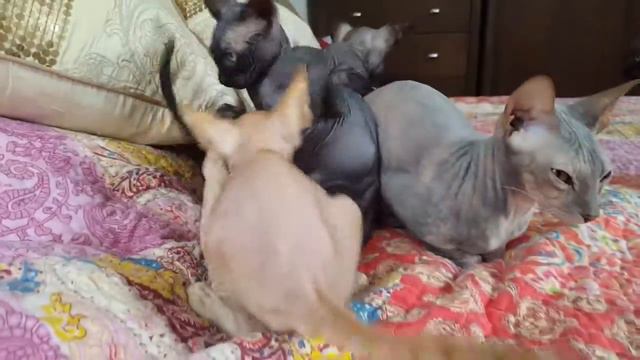 Sphynx Kittens amazed when I brushing my hair смотреть онлайн