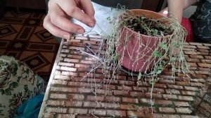 Зимовка и черенкование дихондры