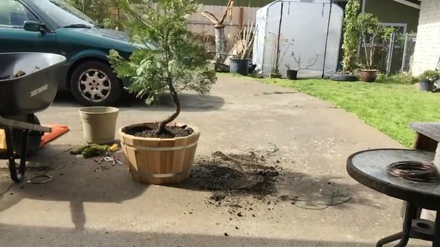 Bonsai jedeye: Large bonsai repotting time lapse смотреть онлайн