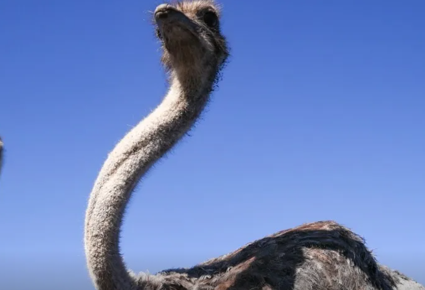Канадская полиция несколько дней разыскивает сбежавших с фермы страусов