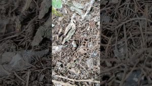 земляной шмель