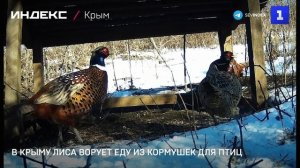 Кормушки для птиц пришлись по душе крымской лисице