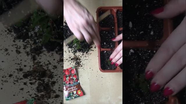 Как распикировать землянику