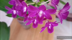 Цветение орхидей в сентябре🌺#11.09.2024г.