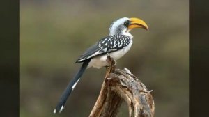 Желтоклювый токо. Читать описание.