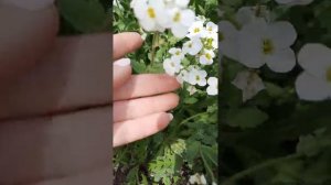 Первоцветы цветение. Май 2021