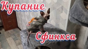 Купание котëнка сфинкса