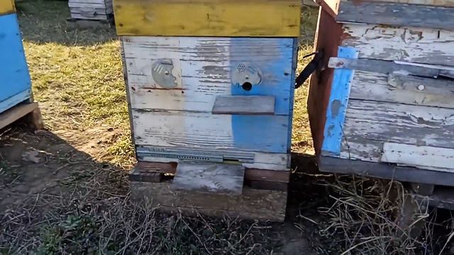Безматочная семья. Что делать? Объединение.