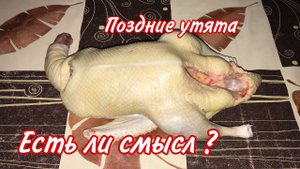 Есть ли смысл держать поздних утят ? Забой Мускусных уток / Индоутки осенний выводок