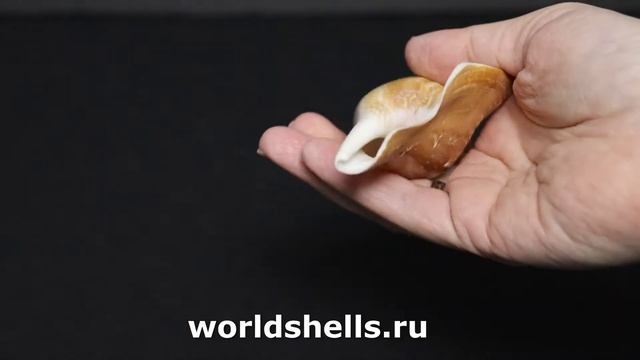 Стромбус листери (Strombus listeri) (поврежденный завиток)
