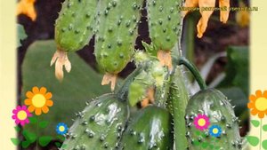 Огурец Балаган (Огурец). Краткий обзор, описание характеристик, где купить семена cucumis sativus